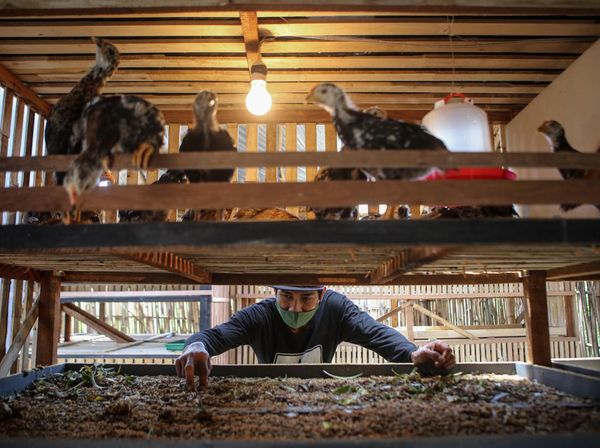 Bisnis Gemukin Anak Ayam di Tangerang Ini Raup Omzet Jutaan Lho