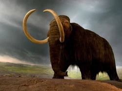 Ambisi Menghidupkan Lagi Gajah Purba Mammoth Dekati Kenyataan