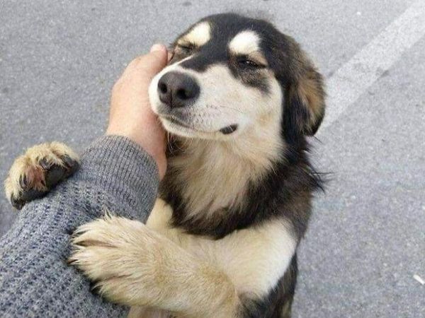 Gemas Banget Sih Ini, Potret Kedekatan Hewan dan Manusia