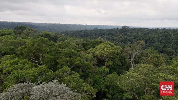 Hutan Amazon, Brasil, dikenal sebagai salah satu hutan dengan keanekaragaman hayati terbesar di dunia.