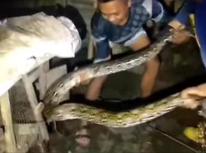 Ular Sanca 2 Meter Lilit Ayam di Bogor Dievakuasi Damkar