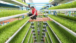 Potret Tanaman Bibit Cerdas yang Bantu Tingkatkan Hasil Panen di China