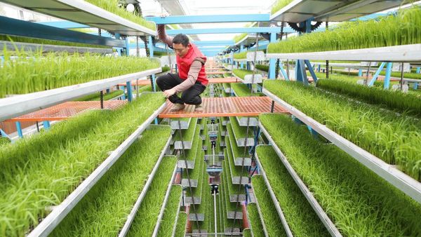Potret Tanaman Bibit Cerdas yang Bantu Tingkatkan Hasil Panen di China