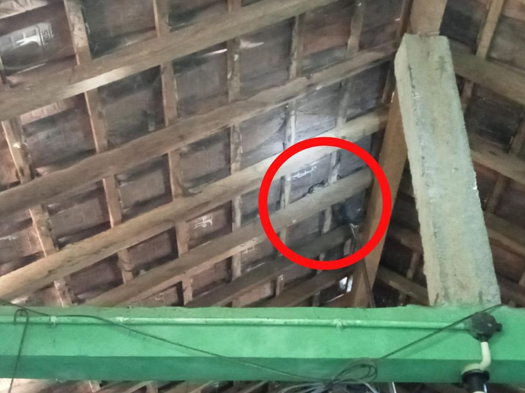 Hiii! Ular Piton Mlungker di Atap Rumah Warga Pundong Bantul