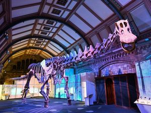 Potret Kerangka Patagotitan mayorum, Dinosaurus Terbesar yang Pernah Ditemukan