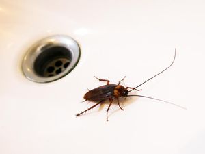 Fakta Tentang Kecoak yang Terbang ke Arah Wajah Manusia Fakta Tentang Kecoak yang Terbang ke Arah Wajah Manusia