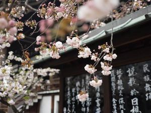 60+ Kosa Kata Bahasa Jepang ke Indonesia, Mudah dan Sering Digunakan