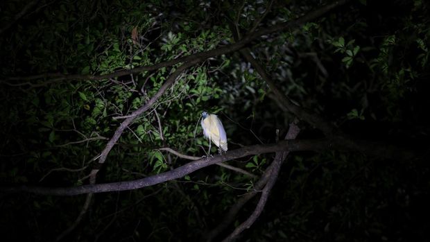 Demi berburu burung, birdwatcher menempuh perjalanan mengelilingi dunia dengan biaya puluhan ribu dollar.