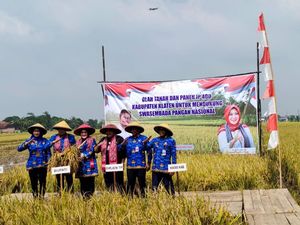 Luas Lahan Tanam Padi Rojolele Srinuk di Klaten Capai 700 Hektare Luas Lahan Tanam Padi Rojolele Srinuk di Klaten Capai 700 Hektare