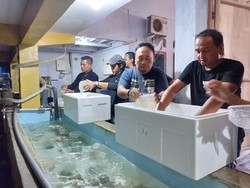 Penangkaran di Jember Digerebek, 20 Ribu Benur Gagal Dikirim ke Singapura