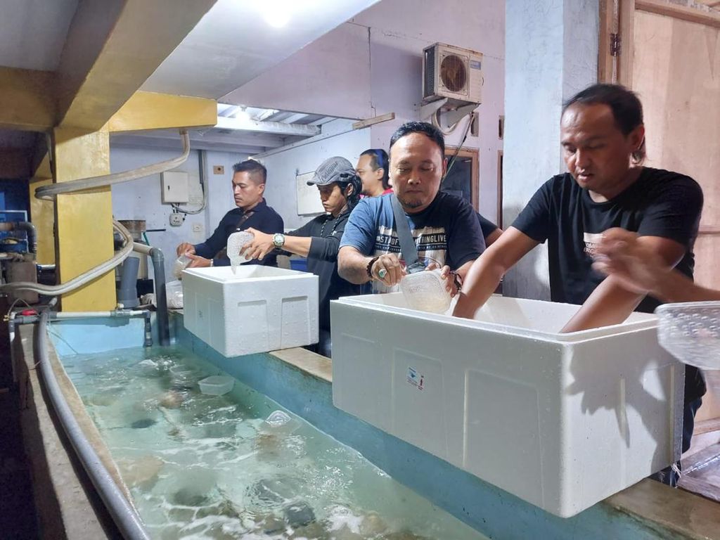 Penangkaran di Jember Digerebek, 20 Ribu Benur Gagal Dikirim ke Singapura Penangkaran di Jember Digerebek, 20 Ribu Benur Gagal Dikirim ke Singapura