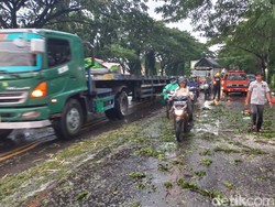 Hujan Deras Disertai Angin Kencang, Sejumlah Pohon di Lamongan Tumbang