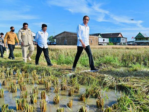 Tinjau Panen Raya di Lumbung Beras Sulsel, Jokowi Blusukan ke Tengah Sawah