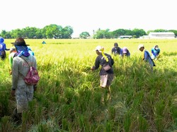 Wilmar Padi Indonesia Targetkan Kemitraan FEP Naik Jadi 10.000 Hektare