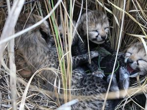 Duh! Saking Panasnya India, 3 Anak Cheetah Sampai Mati Duh! Saking Panasnya India, 3 Anak Cheetah Sampai Mati
