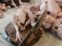 Doa Menyembelih Ayam Sesuai Syariat Islam