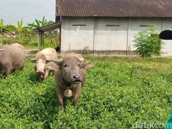 Kala Deru Mesin Traktor Sisihkan Kerbau Pembajak Sawah di Klaten