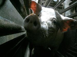 Pemotongan Babi di Australia Jadi Sorotan, Disemprot Karbon Dioksida Sebelum Disembelih