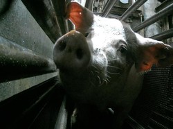 Pemotongan Babi di Australia Jadi Sorotan, Disemprot Karbon Dioksida Sebelum Disembelih