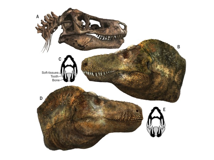 Perkiraan mulut T-rex.