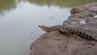 Viral, Warga Pergoki Buaya Berjemur di Sungai Oya Gunungkidul