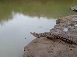 Heboh Buaya di Sungai Oya Gunungkidul, Polisi: Ada 1 Hilang di Penangkaran