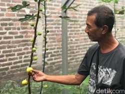 Melihat Budi Daya Tin di Mojokerto, Buah yang Disebut dalam Al-Quran