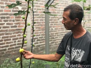 Melihat Budi Daya Tin di Mojokerto, Buah yang Disebut dalam Al-Quran Melihat Budi Daya Tin di Mojokerto, Buah yang Disebut dalam Al-Quran