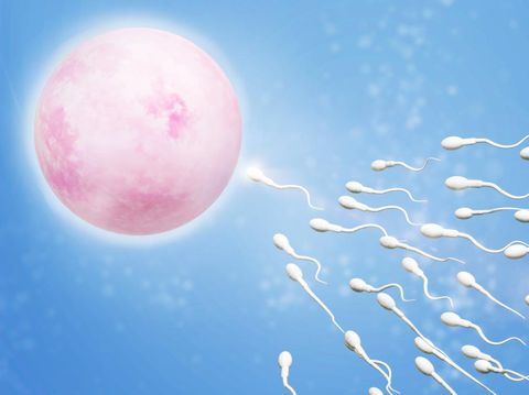 Ilustrasi sperma dan sel telur atau ovum