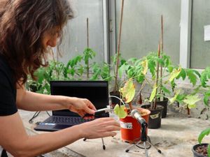 Ilmuwan Israel Temukan Tumbuhan Bisa Berbunyi Saat Stress