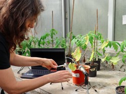 Ilmuwan Israel Temukan Tumbuhan Bisa Berbunyi Saat Stress