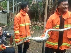 Ular Piton Sepanjang 3 Meter Mangsa Ternak Warga