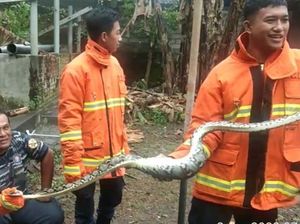 Ular Piton Sepanjang 3 Meter Mangsa Ternak Warga Ular Piton Sepanjang 3 Meter Mangsa Ternak Warga