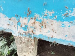 Sepekan Puluhan Rumah di Asahan Diserang Ulat Bulu, Pemkab Baru Bergerak