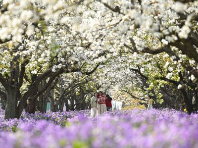 Terpesona Suasana Syahdu Musim Semi di Taman Santaishan