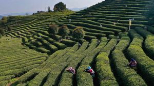 Potret Kebun Teh Ini Bikin Hati Adem