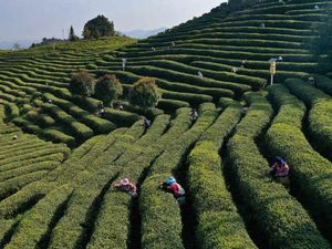 Potret Kebun Teh Ini Bikin Hati Adem Potret Kebun Teh Ini Bikin Hati Adem
