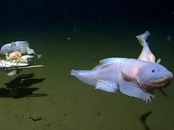 Rekor Istimewa Ikan Siput yang Hidup di Kedalaman 8 Km