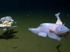Rekor Istimewa Ikan Siput yang Hidup di Kedalaman 8 Km Rekor Istimewa Ikan Siput yang Hidup di Kedalaman 8 Km