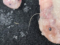 Ikan Terekam Hidup di Laut Kedalaman 8 Km, Pecahkan Rekor Dunia