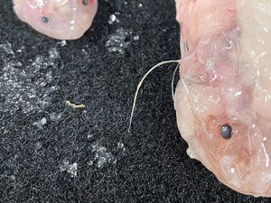 Ikan Terekam Hidup di Laut Kedalaman 8 Km, Pecahkan Rekor Dunia Ikan Terekam Hidup di Laut Kedalaman 8 Km, Pecahkan Rekor Dunia