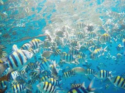 Hari Hewan Akuatik Sedunia dan 5 Cara Mendukungnya