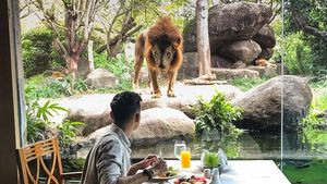 Makan Bareng Singa dan di Dalam Gua, Ini 10 Restoran dengan Konsep Keren