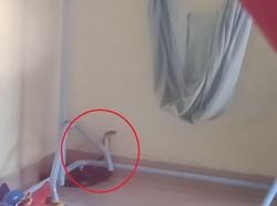Detik-detik Ular Kobra 2,5 Meter di Mamuju Nyaris Serang Balita saat Tidur