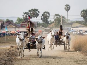 Melihat Balapan Kereta Sapi Tradisional di Kamboja