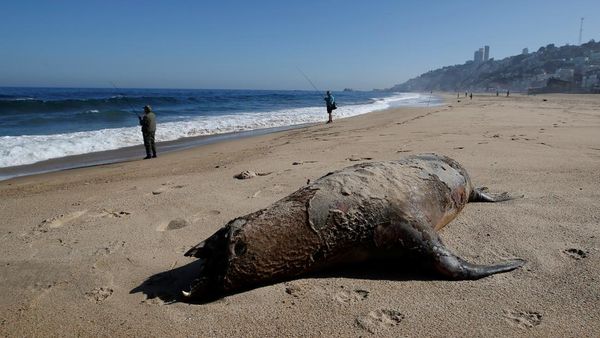 Penampakan Singa Laut Mati Terinfeksi Flu Burung di Pantai Chile