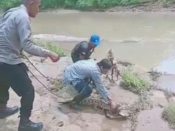 Buaya Bikin Geger di Sungai Oya Gunungkidul Sudah Ditangkap Ya