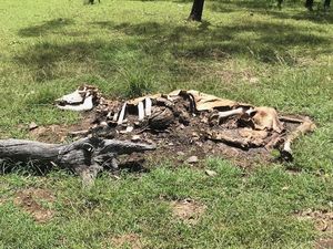 Misterius! 20 Sapi Diduga Dimutilasi Alien di Australia Misterius! 20 Sapi Diduga Dimutilasi Alien di Australia