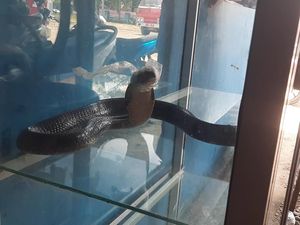 Ngeri! Ular Kobra 2,5 Meter di Mamuju Nyaris Serang Balita Dalam Rumah Ngeri! Ular Kobra 2,5 Meter di Mamuju Nyaris Serang Balita Dalam Rumah