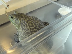 Berani Coba? Hidangan Ekstrem Bola Mata Tuna hingga Sashimi Katak